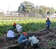 3年・梅の実学級　農業収穫体験